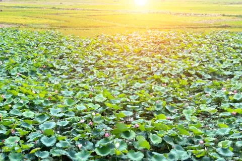 Lotus pond Stock Photos