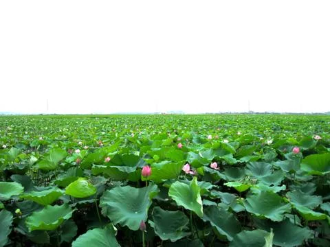 Lotus pond Stock Photos