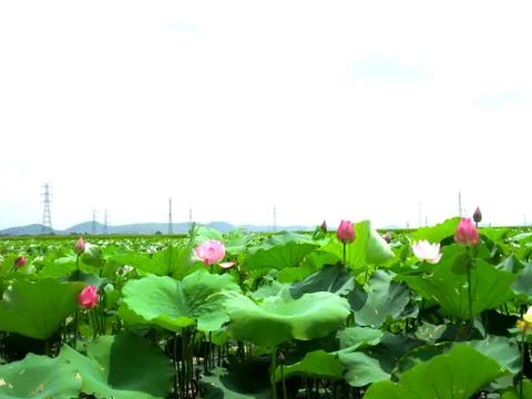 Lotus pond Stock Photos