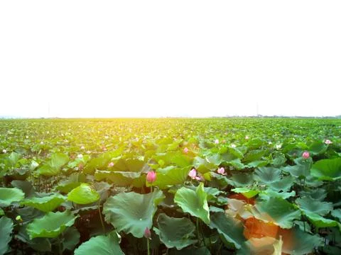 Lotus pond Stock Photos