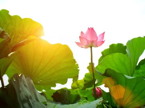 Lotus pond Stock Photos