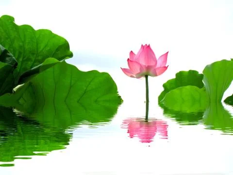 Lotus pond Stock Photos
