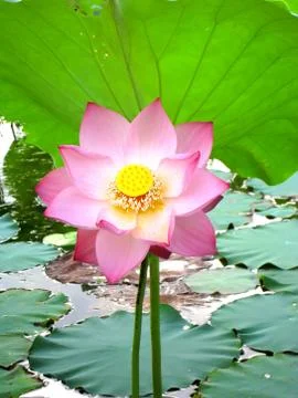 Lotus pond Stock Photos