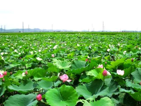 Lotus pond Stock Photos