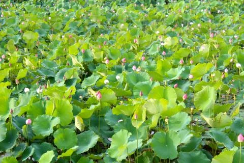 Lotus pond Stock Photos