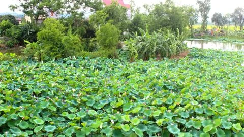 Lotus pond Stock Photos