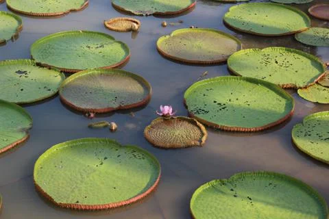 Lotus of a pond Stock Photos