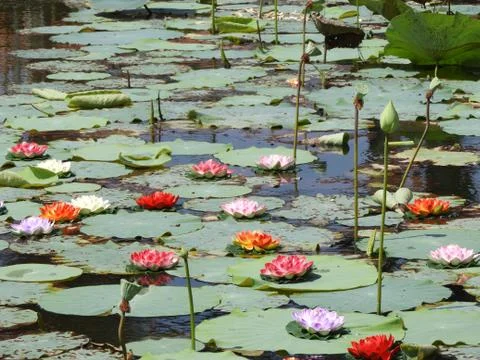 Lotus pond Stock Photos