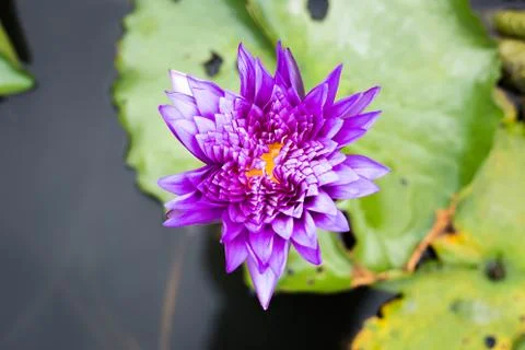 Lotus in pond Stock Photos