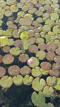 Lotus pond Stock Photos