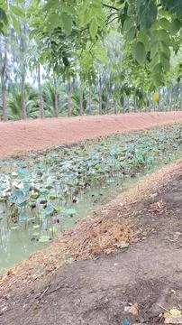 Lotus pond Stock Photos