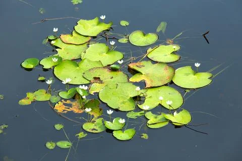 Lotus in pond Foto stock
