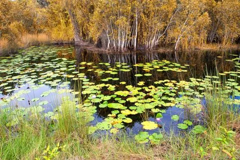 Lotus in pond Foto stock
