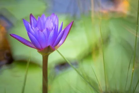 Lotus in pond Stock Photos
