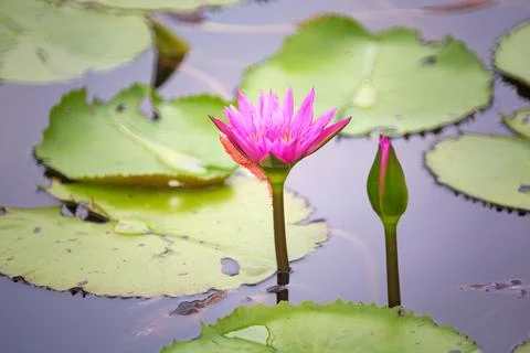 Lotus in pond Stock Photos