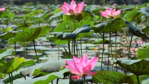 Lotus pond with pink flowers in Vietnam countryside Stock Footage