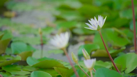 Lotus in the Pond in Selective Focus 4k Stock Footage 158591263