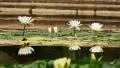 Lotus Pond Slow Motion 96fps 01 Reflections and Ripples HD Footage