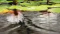 Lotus Pond Slow Motion 96fps 03 Reflections and Ripples HD Footage