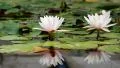 Lotus Pond Slow Motion 96fps 05 Reflections and Ripples HD Footage