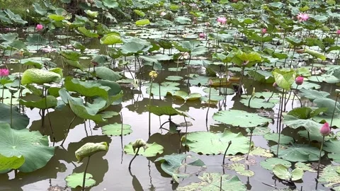 Lotus in pond2 Stock Footage 323511709