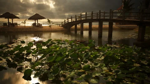 Lotus pool beside the sea Stock Footage 45562182