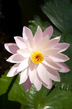 Lotus in the pool Stock Photos