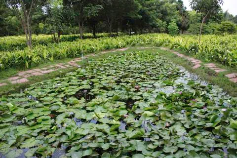 Lotus in the pool Foto stock