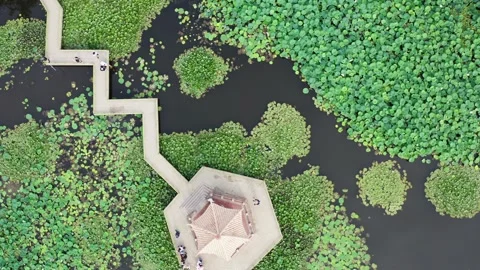 Lotus pool in summer Stock-Footage 201128185