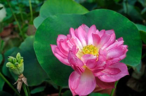 Lotus of rain Foto stock