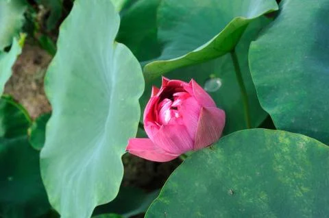 Lotus of rain Stock Photos