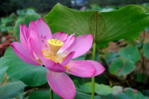 Lotus of rain Stock Photos