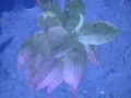 Lotus Reflections 1 Loop Web Footage