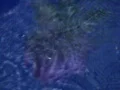 Lotus Reflections 2 Water Drop Ripples Loop Web Footage