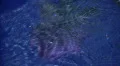 Lotus Reflections 2 Water Drop RipplesLoop HD Footage
