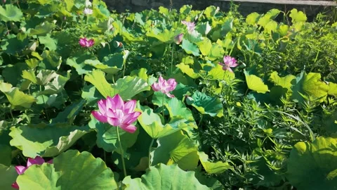 Lotus reflections at Hehuayan Stock-Footage 347486813
