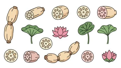 Lotus Root Icon Set with Whole Sliced Root Leaves and Flower Vector Stock Illustration