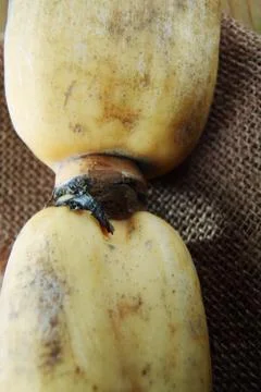 Lotus root Stock Photos
