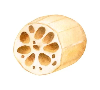 Lotus root tuber peeled in section. Asian food. Isolated on background Stock Illustration