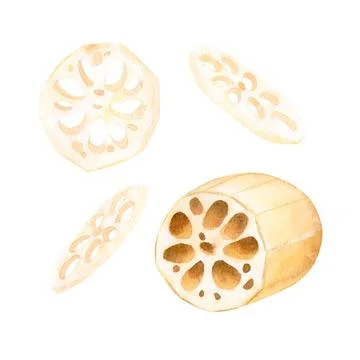 Lotus root tuber peeled in section and cutting. Asian food. Isolated on Stock Illustration