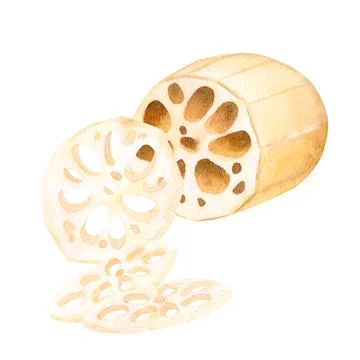 Lotus root tuber peeled in section and cutting. Asian food. Isolated on Stock Illustration