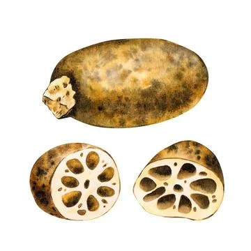 Lotus root tuber unpeeled in section. Asian food. Isolated on background Stock Illustration
