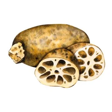 Lotus root tuber unpeeled in section. Asian food. Isolated on background Stock Illustration