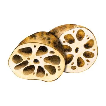 Lotus root tuber unpeeled in section. Asian food. Isolated on background Stock Illustration