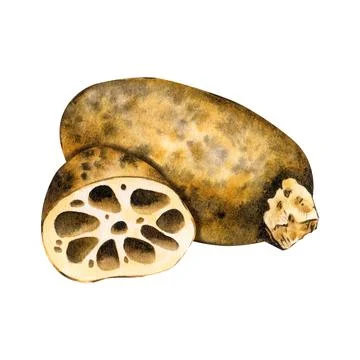 Lotus root tuber unpeeled in section. Asian food. Isolated on background Stock Illustration