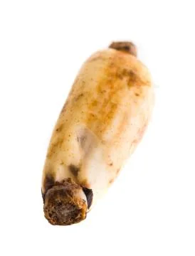 Lotus root on the white background Stock Photos