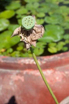 Lotus seed head Stock Photos