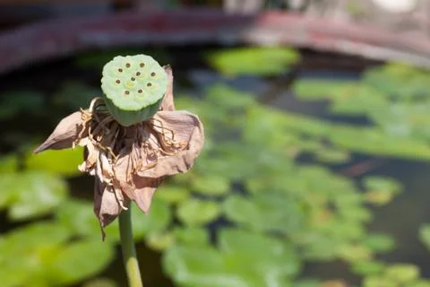 Lotus seed head Stock Photos
