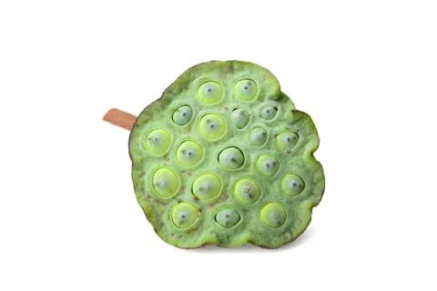 Lotus seed Stock Photos