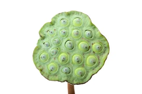 Lotus seed Stock Photos